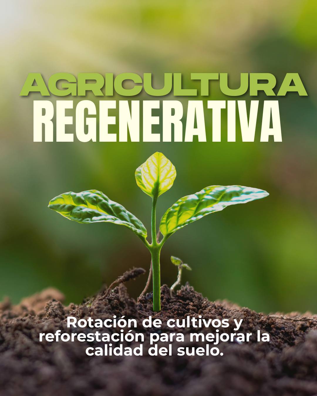Agricultura regenerativa (1)