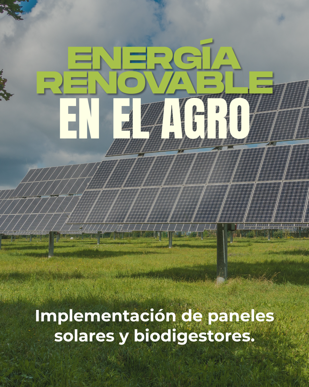 Agricultura regenerativa (3)