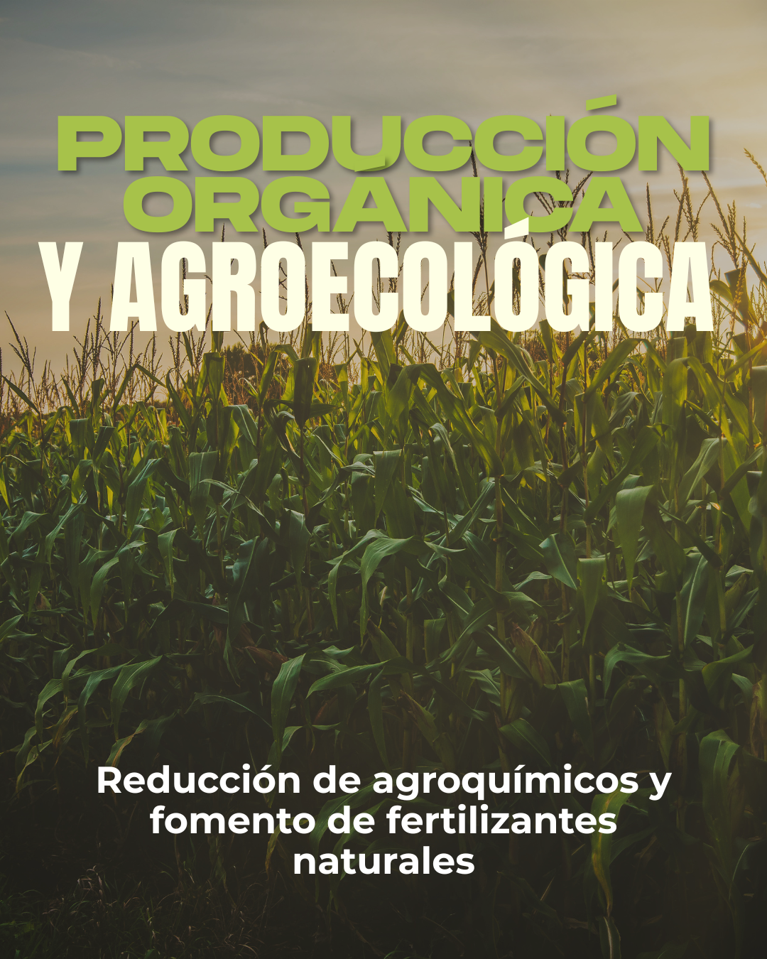 Agricultura regenerativa (4)
