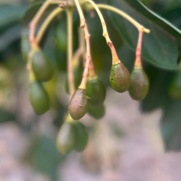 WhatsApp Image 2025-10-20 at 12.32.29 (1)