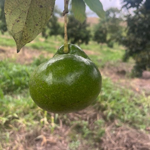 WhatsApp Image 2025-10-20 at 12.32.29 (2)