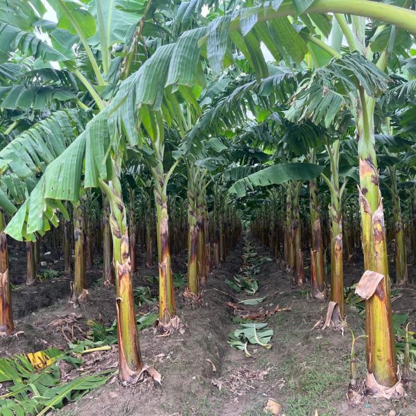 WhatsApp Image 2025-10-20 at 12.32.29