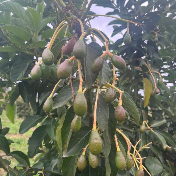 WhatsApp Image 2025-10-20 at 12.32.30