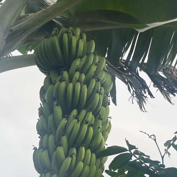 WhatsApp Image 2025-10-20 at 12.32.42 (1)