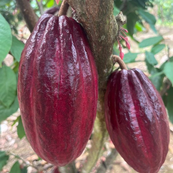 WhatsApp Image 2025-10-20 at 12.32.42