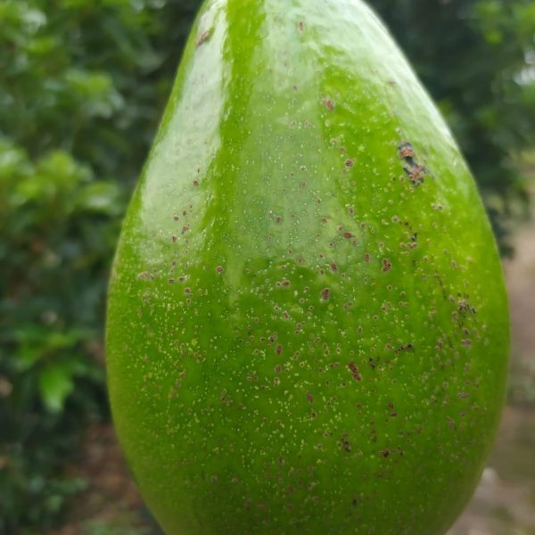 WhatsApp Image 2025-10-20 at 12.33.54 (1)