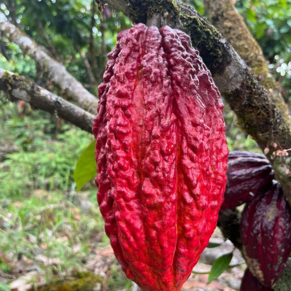 WhatsApp Image 2025-10-20 at 12.33.54