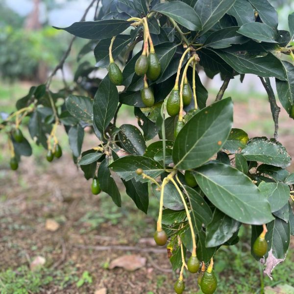 WhatsApp Image 2025-10-20 at 12.33.55 (1)