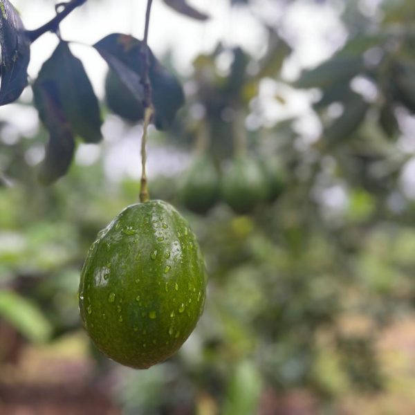 WhatsApp Image 2025-10-20 at 12.33.55 (3)