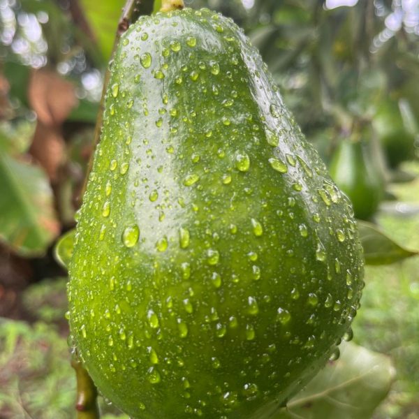 WhatsApp Image 2025-10-20 at 12.33.55 (4)