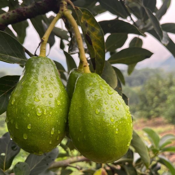 WhatsApp Image 2025-10-20 at 12.33.55 (5)