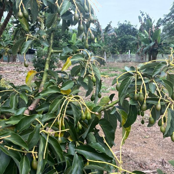 WhatsApp Image 2025-10-20 at 12.33.55