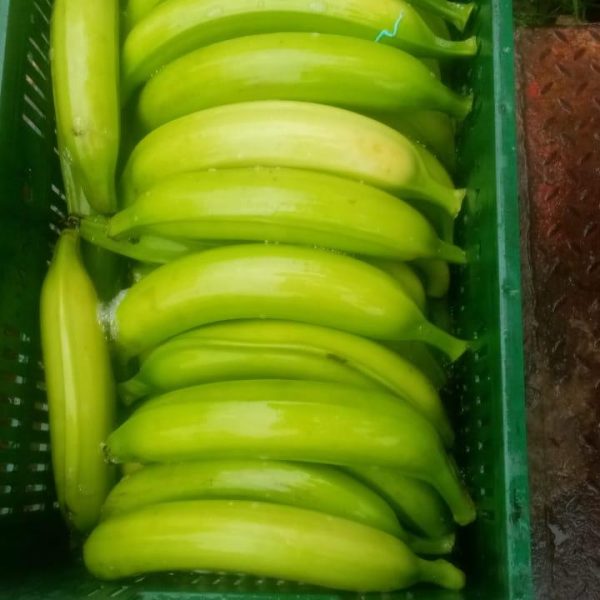 WhatsApp Image 2025-10-20 at 12.33.56 (1)