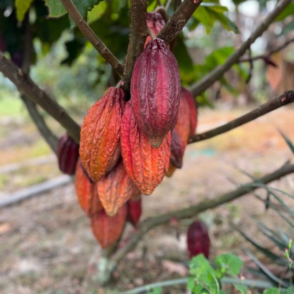 WhatsApp Image 2025-10-20 at 12.33.56